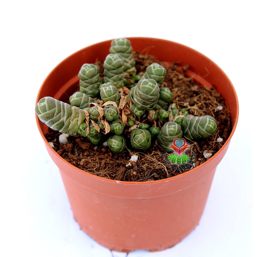 Crassula Columnaris -Çok Nadir Tür Katmanlı Sukulent 8,5 cm Saksıda