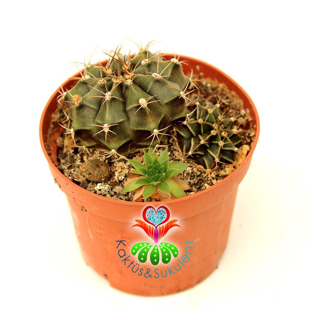 Kaktüs, Gymnocalycium Mihanovichii Stenogonum -5.5 cm Saksıda-Pembe Renk Çiçek Açar-