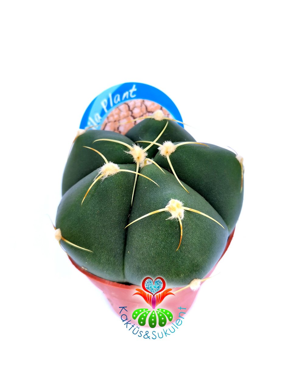 Gymnocalycium Horstii -Saksı Dolusu Az Dikenli Özel Kaktüs -8,5 cm Saksıda