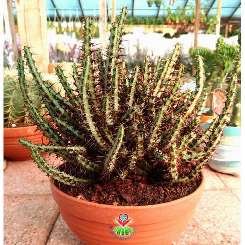 Kaktüs, Euphorbia Aeruginosa-DEV BOY-19 cm Saksıda-Cactus,Sukulent