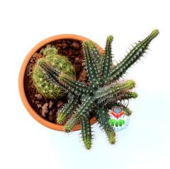 Teksas Konseptli Minyatür Saguaro Kaktüslü Tasarım- Seramik Çiçekli Kaktüs Desenli 12 cm Saksıda
