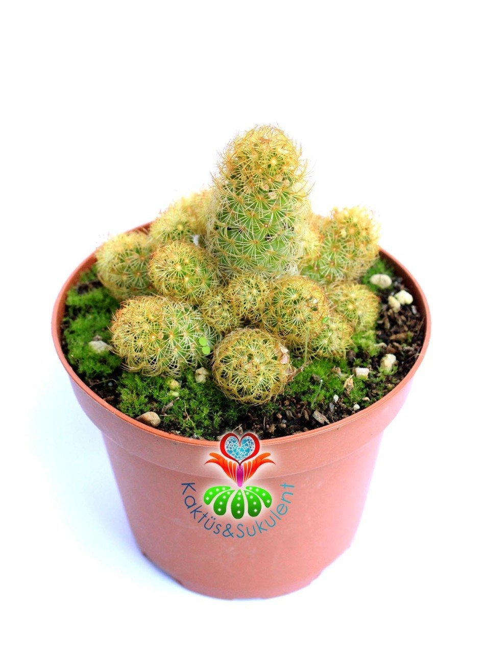 Parmak Kaktüs,Mammillaria Elongata-Minik Beyaz Renk Çiçek Açar-İçe Dönük Dikenli- 10,5 cm saksıda super fiyat
