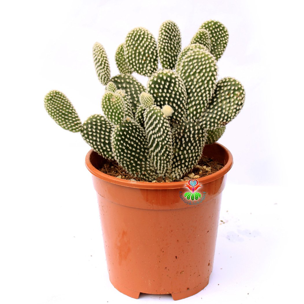 Dev Tavşan Kaktüs,Opuntia Microdasys Albata-Beyaz Renk Dikenli-17 cm Saksıda