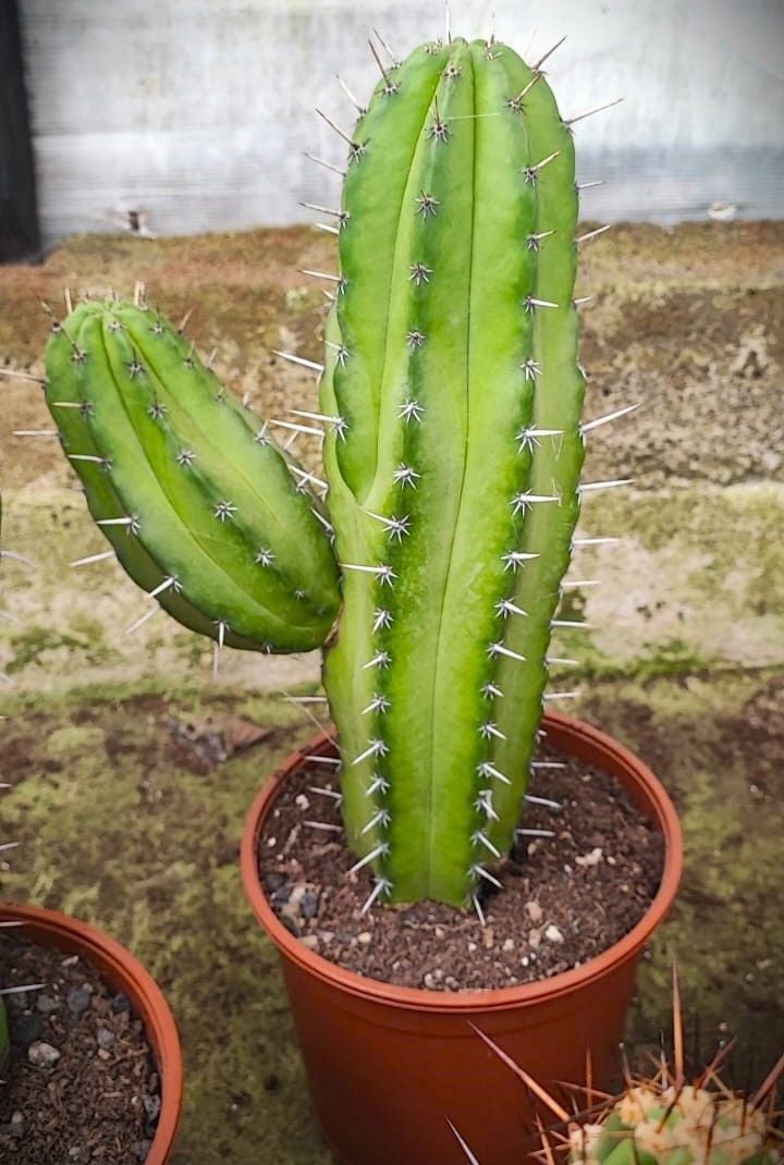 DEV BOY Mavi Renk-30 cm Uzunluk-14 cm Saksıda-Cactus,Sukulent