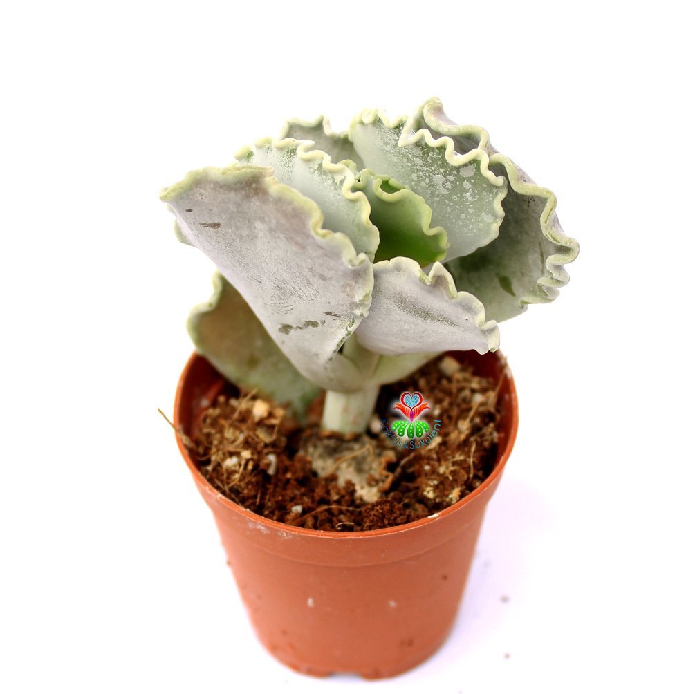 Adromischus Undulatus-Beyaz Kıvırcık Uçlu Yapraklı -5,5 cm Saksıda