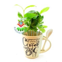 Seramik Kahve Kupasında Gerçek Kahve Ağacı Fideleri-3 Farklı Seçenek -7 cm Çap 15+ cm Yükseklik - Coffee Arabica Tree