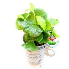 Seramik Kahve Kupasında Gerçek Kahve Ağacı Fideleri-3 Farklı Seçenek -7 cm Çap 15+ cm Yükseklik - Coffee Arabica Tree