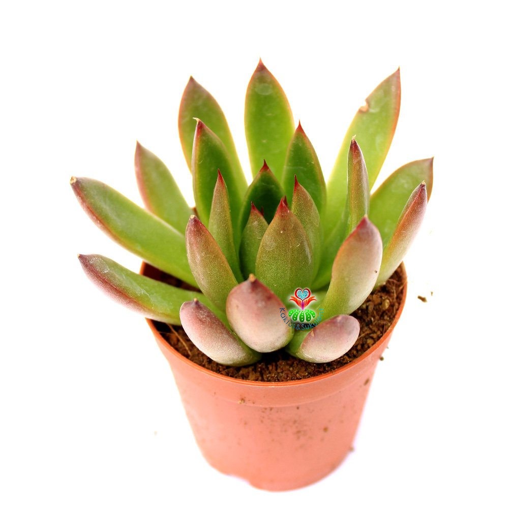 Echeveria Agavoides 'Prolifera' -İnce Sert Yapraklı -5,5 cm Saksıda