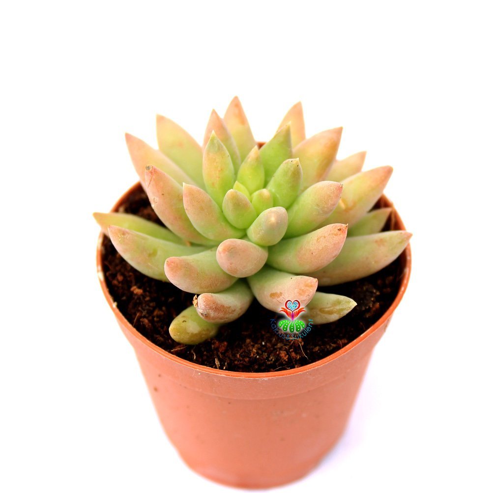 Pachyveria Blue Pearl -Turunculaşan Sert Yapraklı -5,5 cm Saksıda