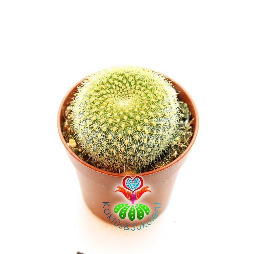 Kaktüs, Rebutia Fiebrigii var. Azurduyensis - Beyaz Renk Çiçek Açar-5,5 cm Saksıda -Sarı Dikenli