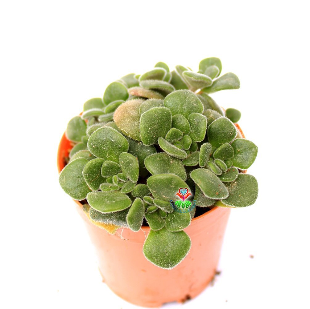 Sedum Spathulifolium-Dayanıklı Yayılıcı Tür-5,5 cm Saksıda