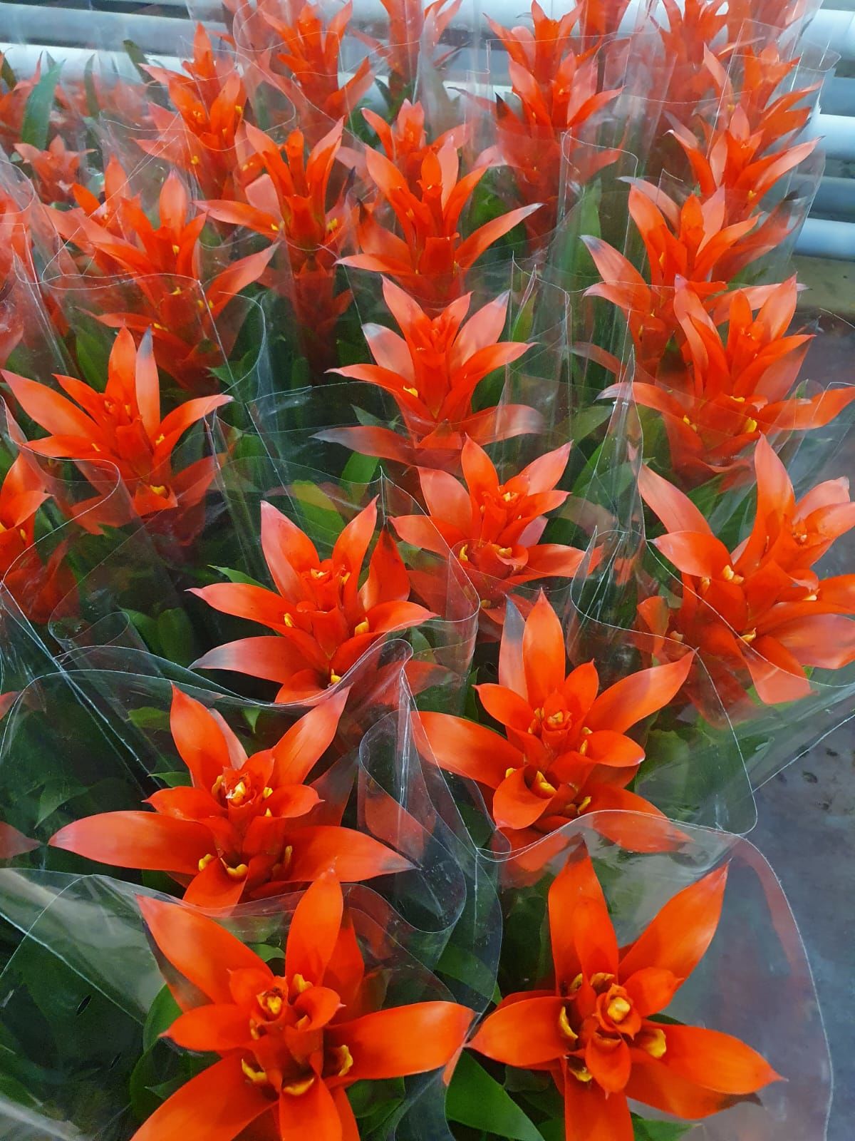 Guzmania Ostara, Guzmanya- Kırmızı Yıldız - 10,5 cm saksıda- 50 cm Boy Guzmania Lingulata
