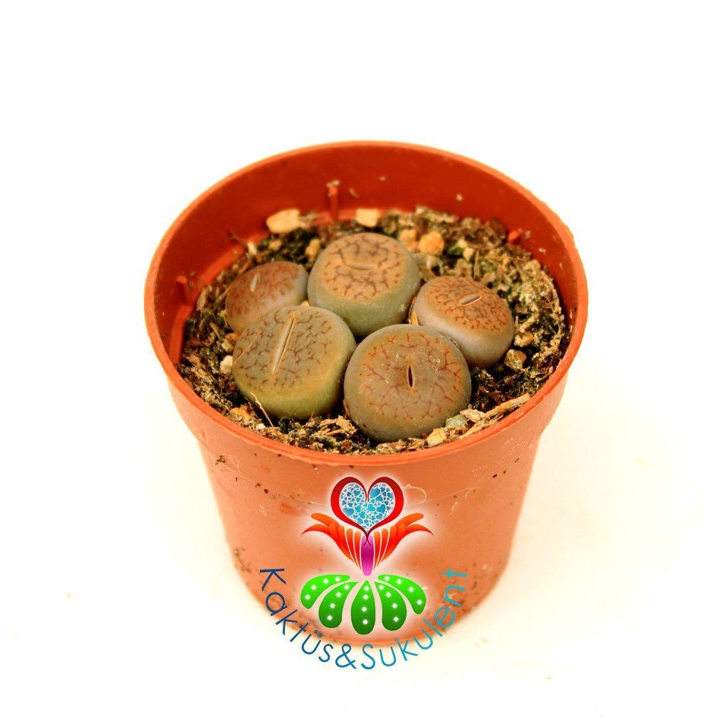 Lithops Mix.-5,5 cm Saksıda En az 3 Adet Karışık Lithopslar Yaşayan Taş Kaktüsler-Altıntaş-Sarı Renk Çiçek Açar-Kahverengi Tonlarında