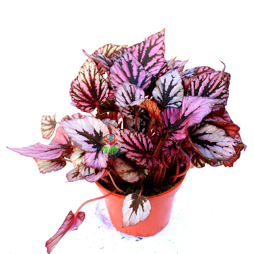 Begonia Evening Glow -Pembe ve Metalik Gri Renk Yapraklı Begonya Rex 10,5 cm Saksıda