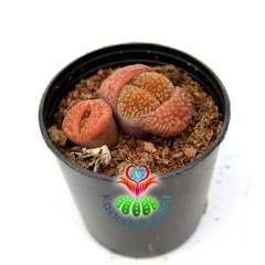 Lithops Hookeri Koyu Turuncu Renk -5,5 cm Saksıda -Yaşayan Taş Kaktüs-Altıntaş-Sarı Renk Çiçek Açar