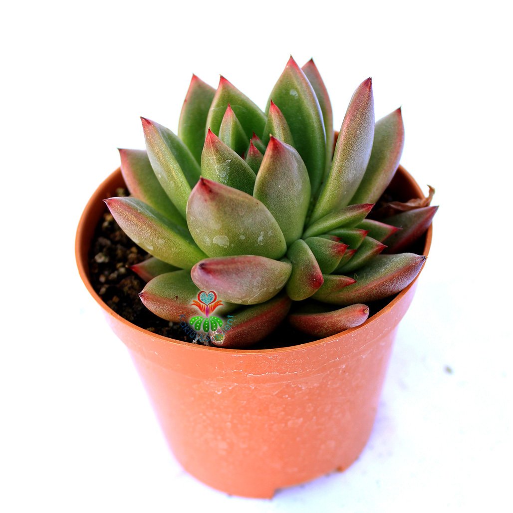 Echeveria Agavoides - Simetrik Yapraklı Sukulent-8,5 cm Saksıda