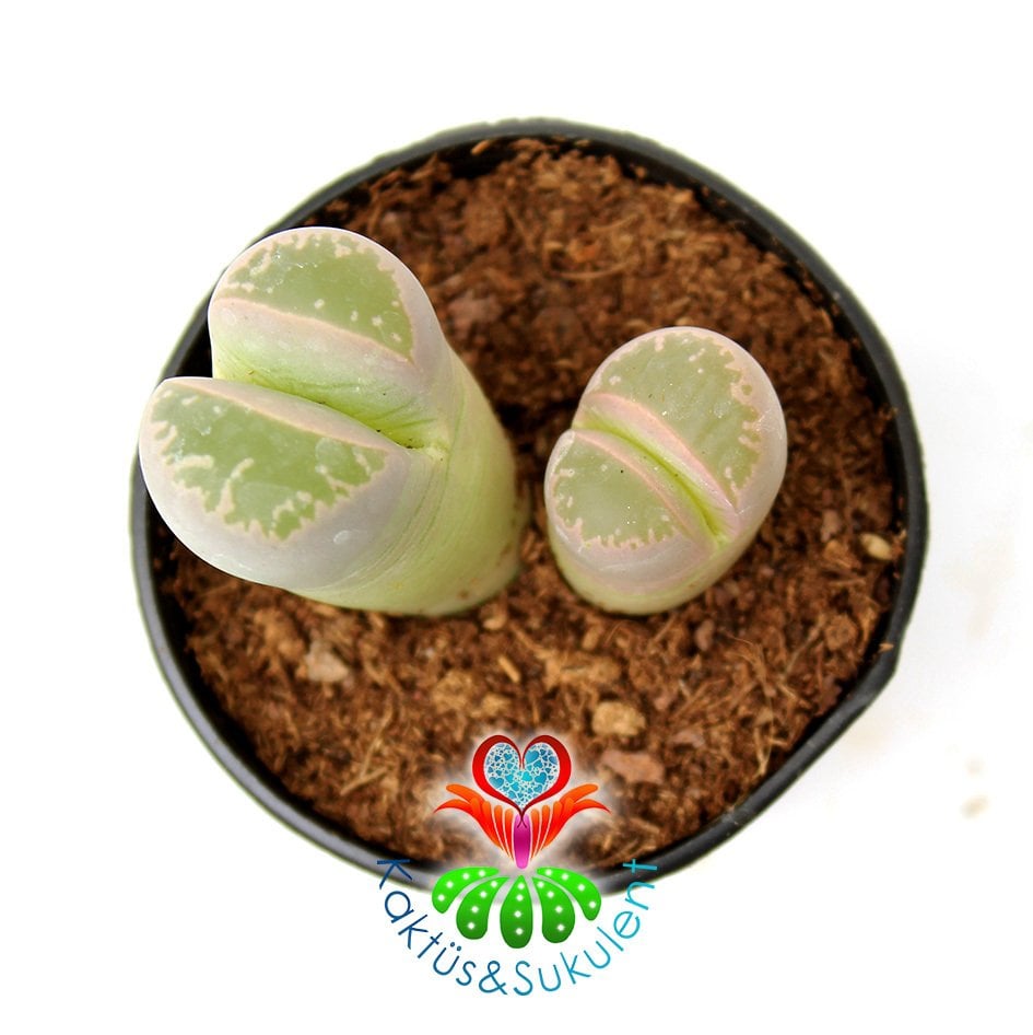 Lithops Olivacea -Açık Yeşil Tonlarında -5,5 cm Saksıda -Yaşayan Taş Kaktüs-Altıntaş-Sarı Renk Çiçek Açar