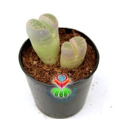 Lithops Olivacea -Açık Yeşil Tonlarında -5,5 cm Saksıda -Yaşayan Taş Kaktüs-Altıntaş-Sarı Renk Çiçek Açar