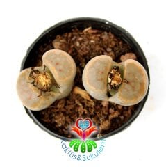 Lithops Brevis -Açık Turuncu Tonlarında -5,5 cm Saksıda -Yaşayan Taş Kaktüs-Altıntaş-Sarı Renk Çiçek Açar