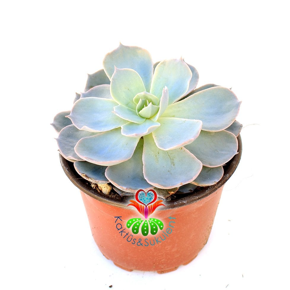 Sukulent, Echeveria 'Morning Beauty' -Sabah Güzeli Mavi Turkuaz Tonlarında Büyük Boy 10 cm Saksıda