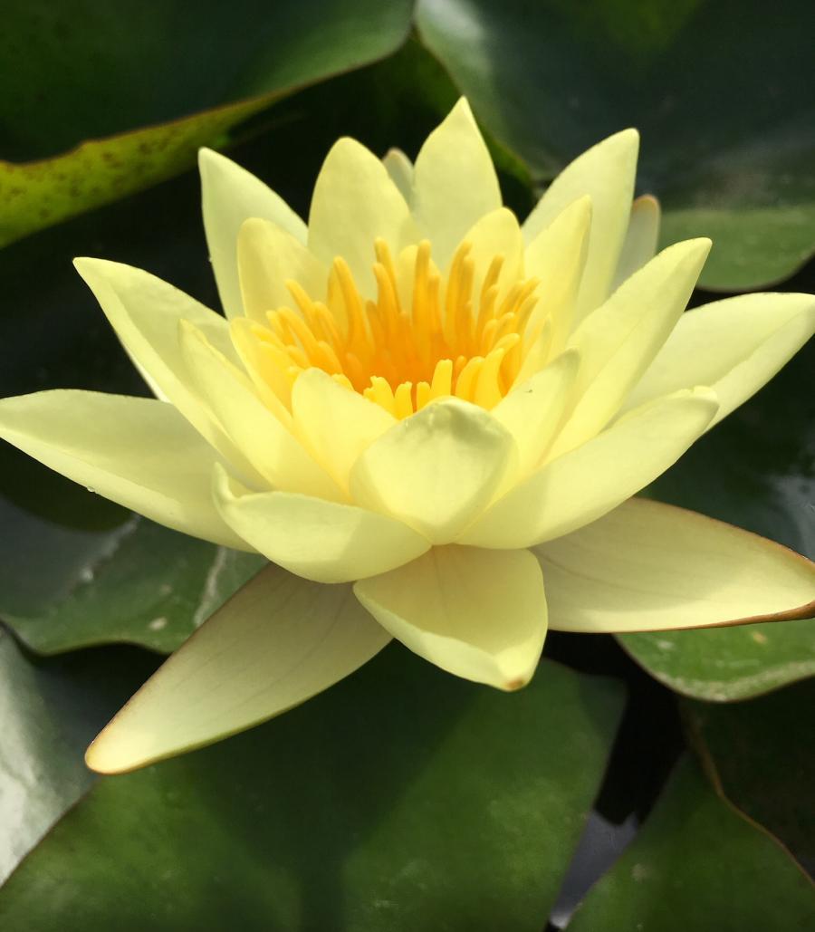 Nilüfer Çiçeği-Sarı Renk Canlı Su Bitkisi Nymphaea Red Water Lily-12cm Saksıda Lotus