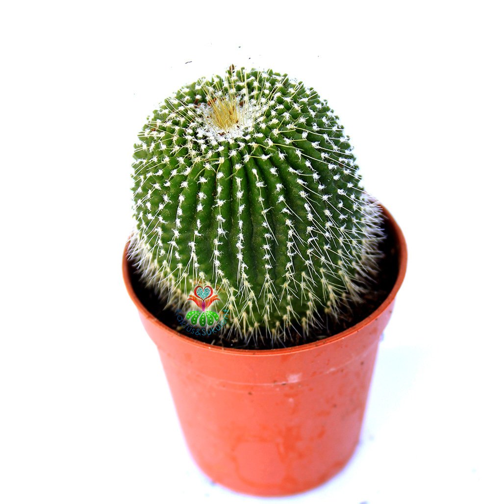 Notocactus Leninghausii Subinermis-Az Dikenli Özel Tür Hibrid 8,5 Saksıda
