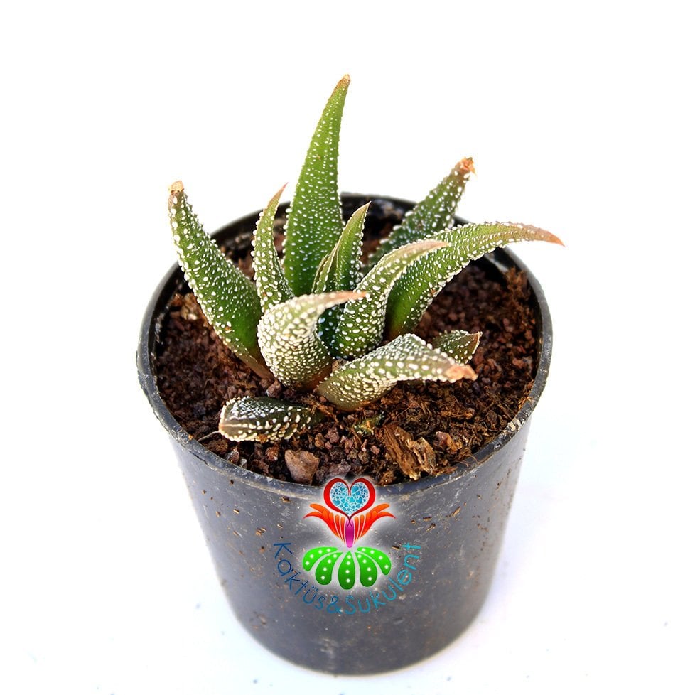 Sukulent,Haworthia Radula 'White Star'- Beyaz Noktalı Koyu Yeşil Yapraklı-Zebra Plant- 5,5 cm Saksıda