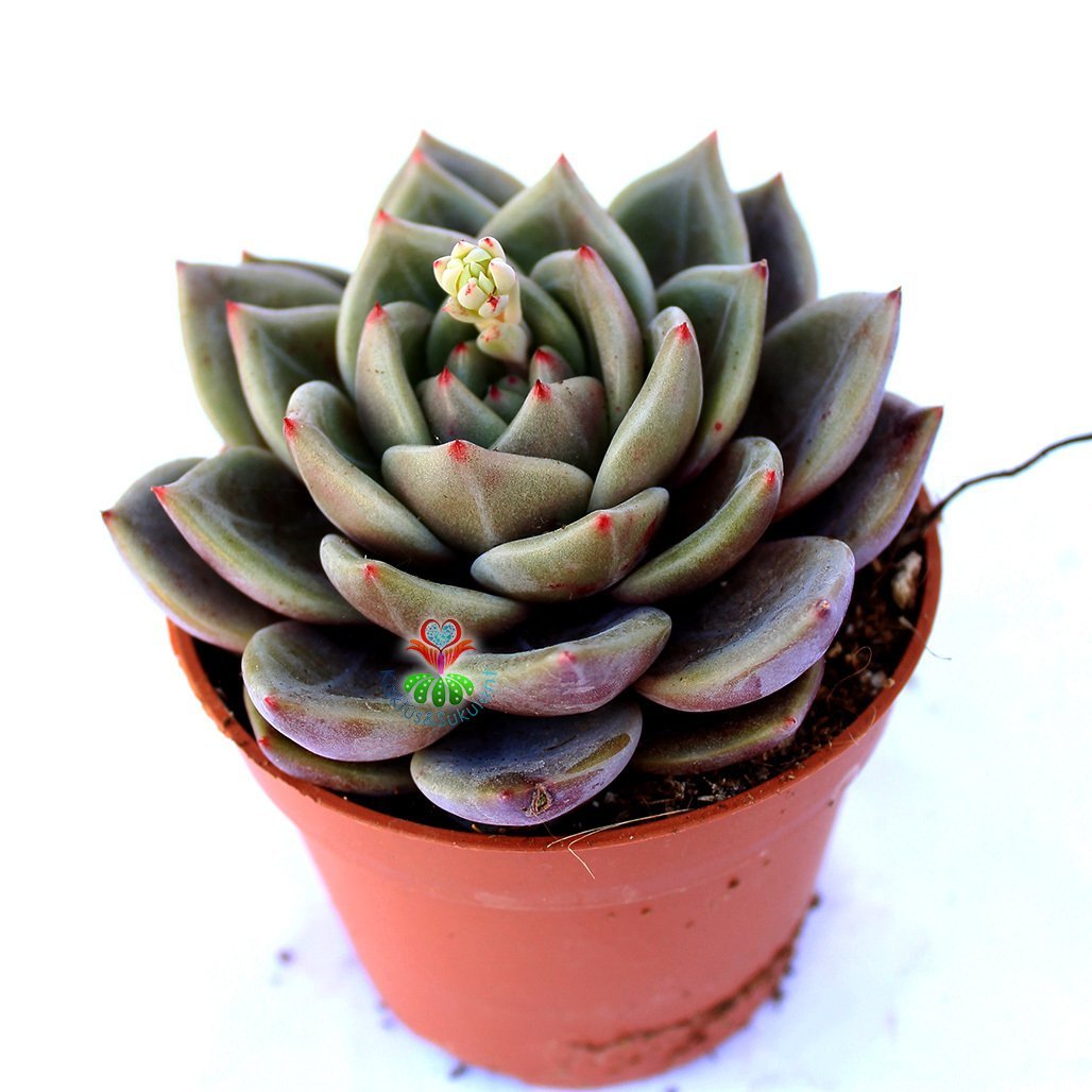 Echeveria Dark Ice -Uçları Kızaran Koyu Gri Yapraklı Sukulent 8,5 cm Saksıda
