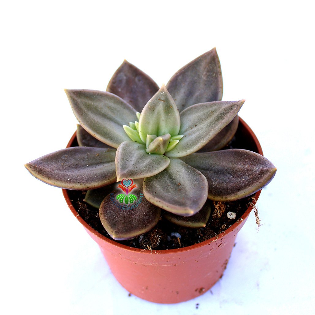 Echeveria Xichuensis -Koyu Gri Yapraklı Özel Sukulent 8,5 cm Saksıda