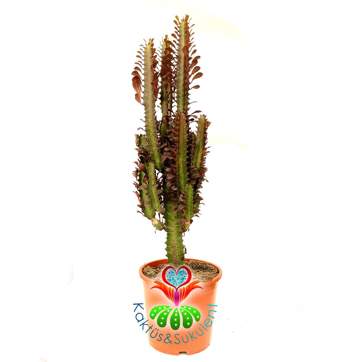 Dev Kaktüs, Euphorbia Trigona Rubra - Kırmızı Renk Afrikan Süt Ağacı-17 cm Saksı-50 cm Bitki Uzunluğu-Dallı Form