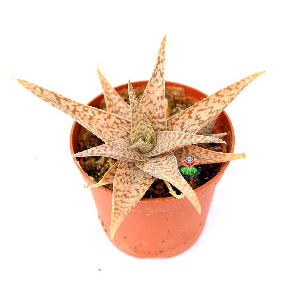 Aloe 'White Fox'-Beyaz-Krem Renk Sukulent-8,5 cm Saksıda