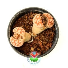 Lithops Karasmontana 'Top Red' -Uçları Mükemmel Kırmızı Renk- 8,5 cm Saksıda - Büyük Boy Taş Kaktüs-Yaşayan Taş