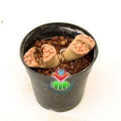Lithops Karasmontana 'Top Red' -Uçları Mükemmel Kırmızı Renk- 8,5 cm Saksıda - Büyük Boy Taş Kaktüs-Yaşayan Taş