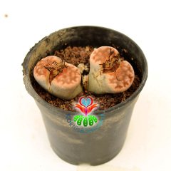 Lithops Karasmontana 'Top Red' -Uçları Mükemmel Kırmızı Renk- 8,5 cm Saksıda - Büyük Boy Taş Kaktüs-Yaşayan Taş