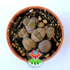 Lithops Mix. Gri Renk Tonlarında-1 Saksıda Çok Adet-5,5 cm Saksıda-Yaşayan Taş Kaktüs -Sarı Renk Çiçek Açar