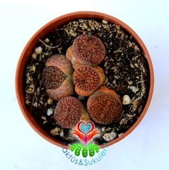 Lithops Hookeri Mix.- Kahverengi Tonlarında 1 Saksıda Çok Adet- 5,5 cm Saksıda Yaşayan Taş Kaktüs