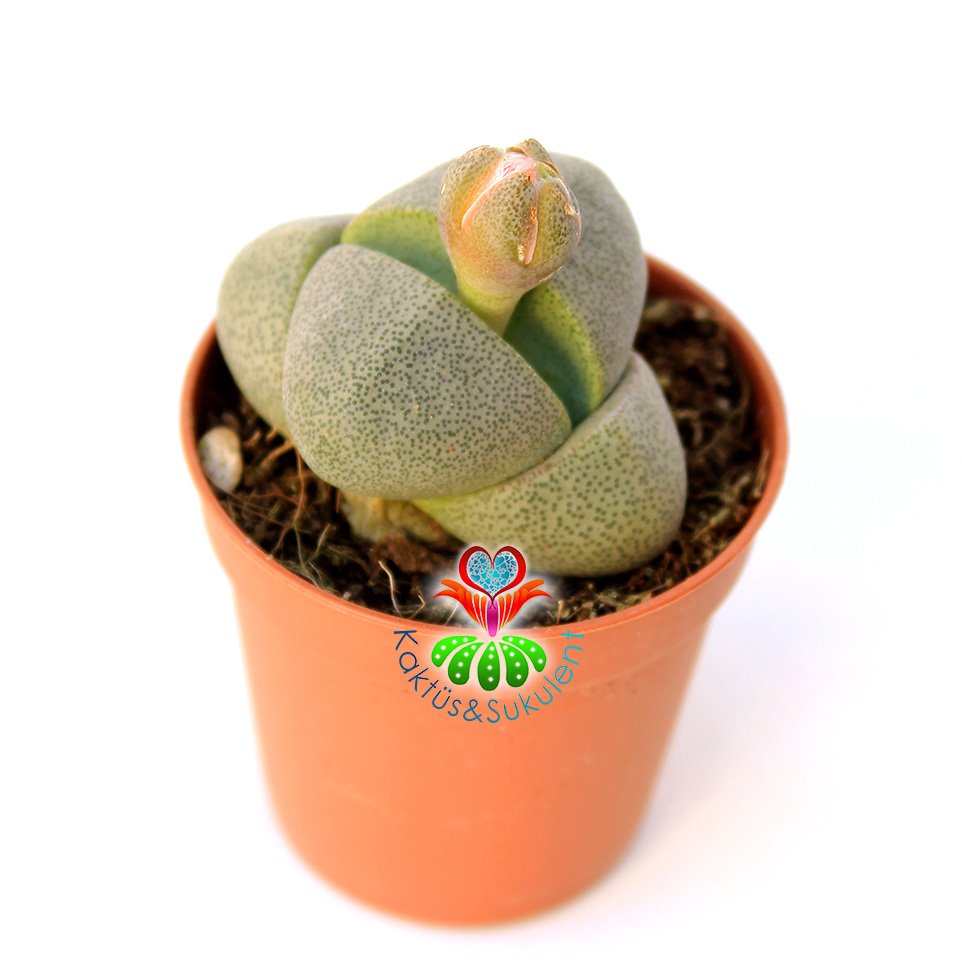 Pleiospilos Nelii-Turuncu Renk Çiçek Açar-5,5 cm Saksıda Mükemmel Bölünmüş Taş Görünümlü Lithops,Mesemb
