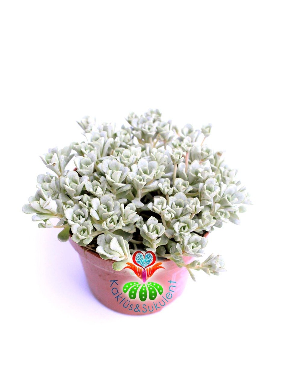 Sedum Spathulifolium Purpureum Mükemmel Renk Tonlarında Mini Çiçek Yapraklı-8,5 cm Saksıda Soğuğa ve Susuzluğa Dayanıklı Tür