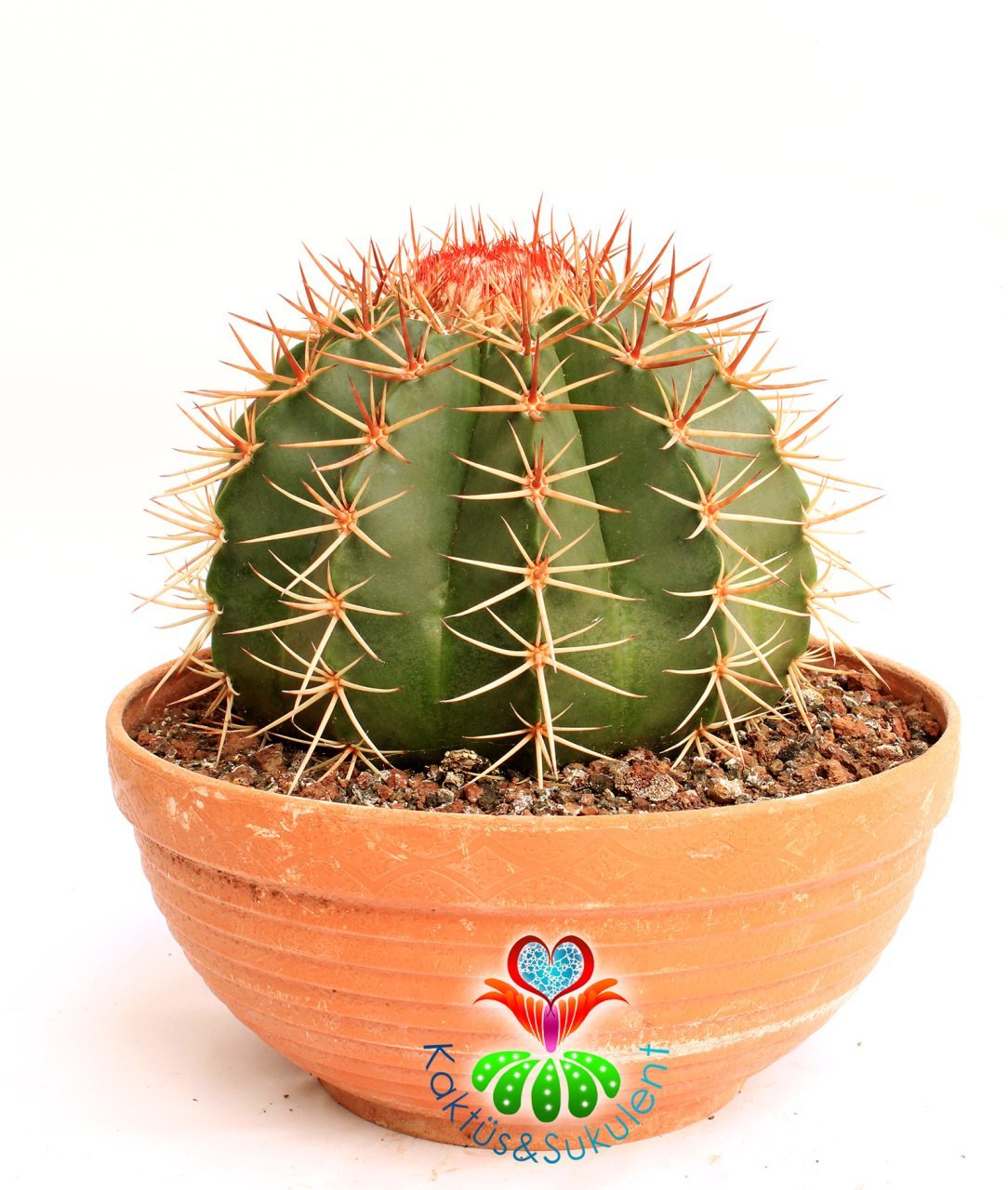 Kaktüs,Melocactus Matanzanus DEV BOY-NADİR TÜR-MÜKEMMEL FORM- BAŞKA YERDE YOK 25 cm saksıda,Sukulent