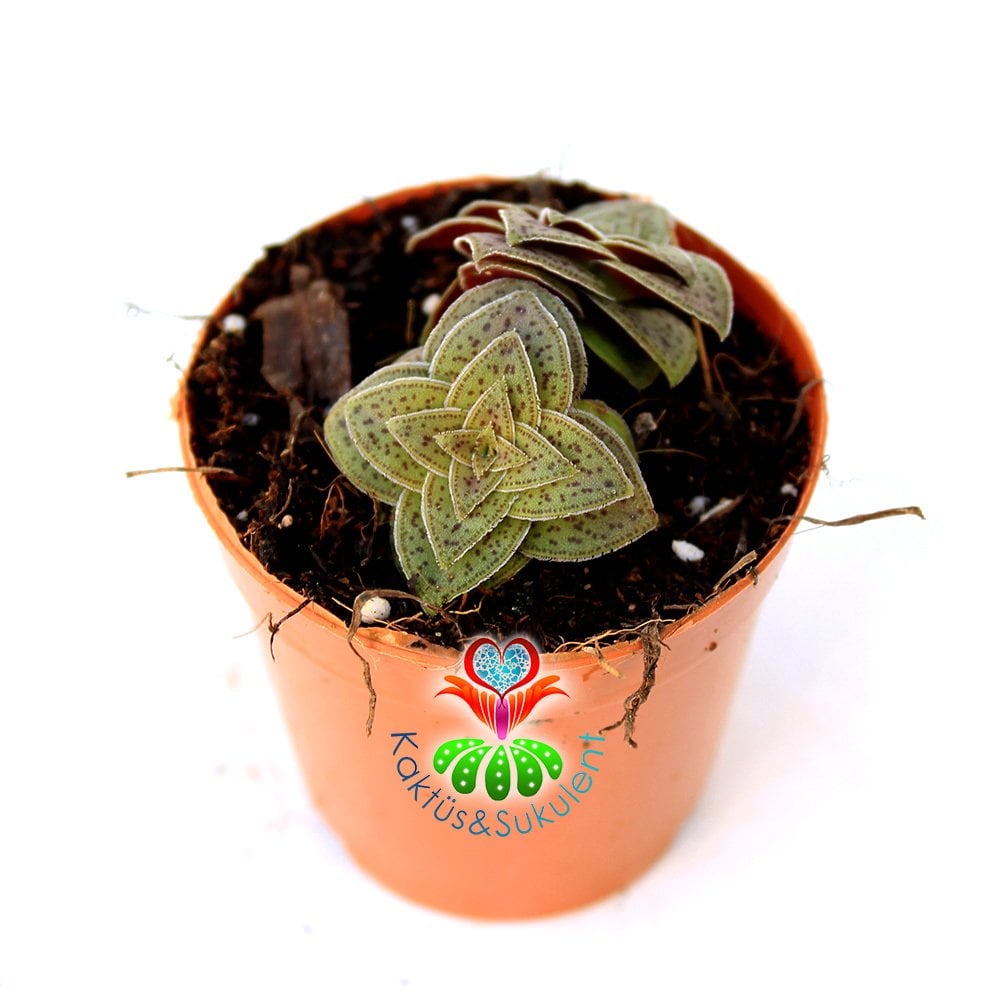 Sukulent, Crassula Exilis Picturata -5,5 cm Saksıda-Kırmızı Pagoda Bitkisi Çok Nadir Sıradışı Yapraklı ve Formlu