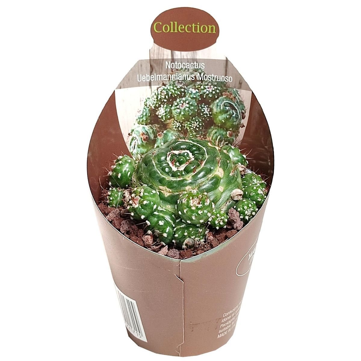 Notocactus werdermannianus f. monstroosa spiralis crestata -Açık Sarı Renk Çiçek Açar-6,5 cm Saksıda-Bol yavrulu