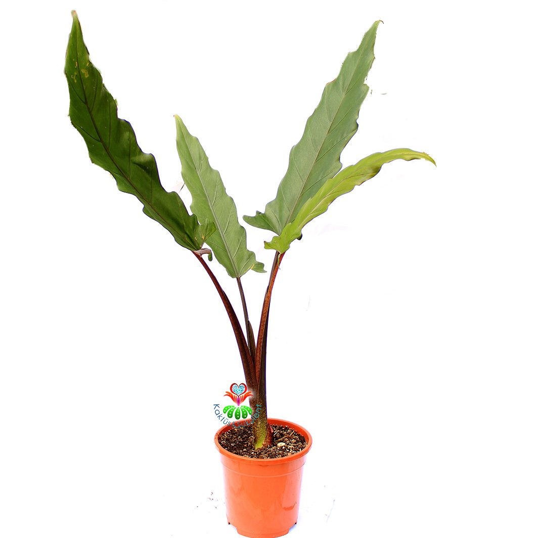 Alocasia Lauterbachiana- Uzun Fil Kulağı Bitkisi -75+ cm Yükseklik-17 cm Saksıda