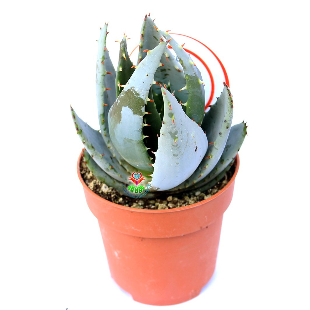 Aloe Aculeata-Dikenli Açık Mavi Sukulent-8,5 cm Saksıda