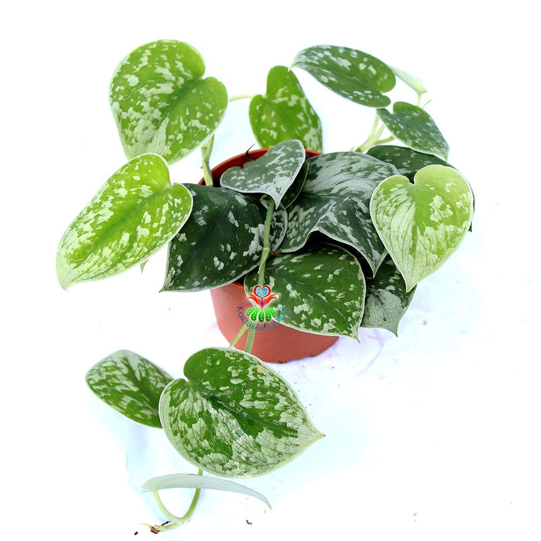 Scindapsus Pictus 'Argyraeus' - Sıradış İç Mekan Sarmaşık-12 cm Saksıda