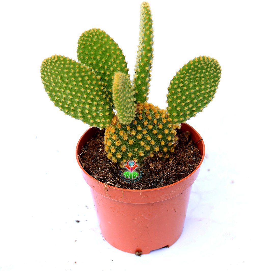 Opuntia Microdasys -Sarı Nokta Dikenli Tavşan Kulağı Kaktüs-8,5cm Saksıda