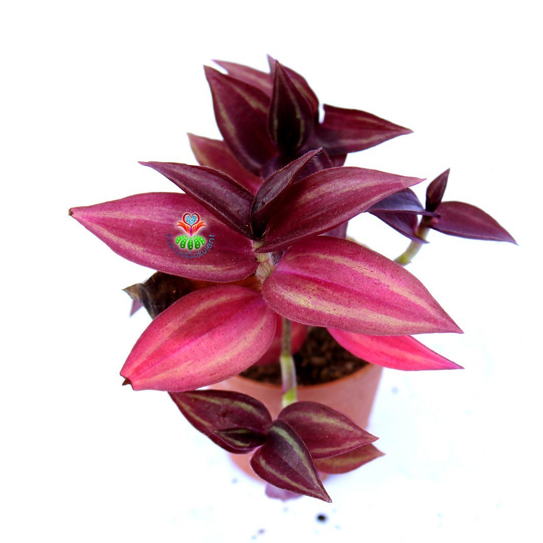 Tradescantia Zebrina ''Purple Tinge''-Koyu Pembe Yapraklı Telgraf Çiçeği -5,5 cm Saksıda