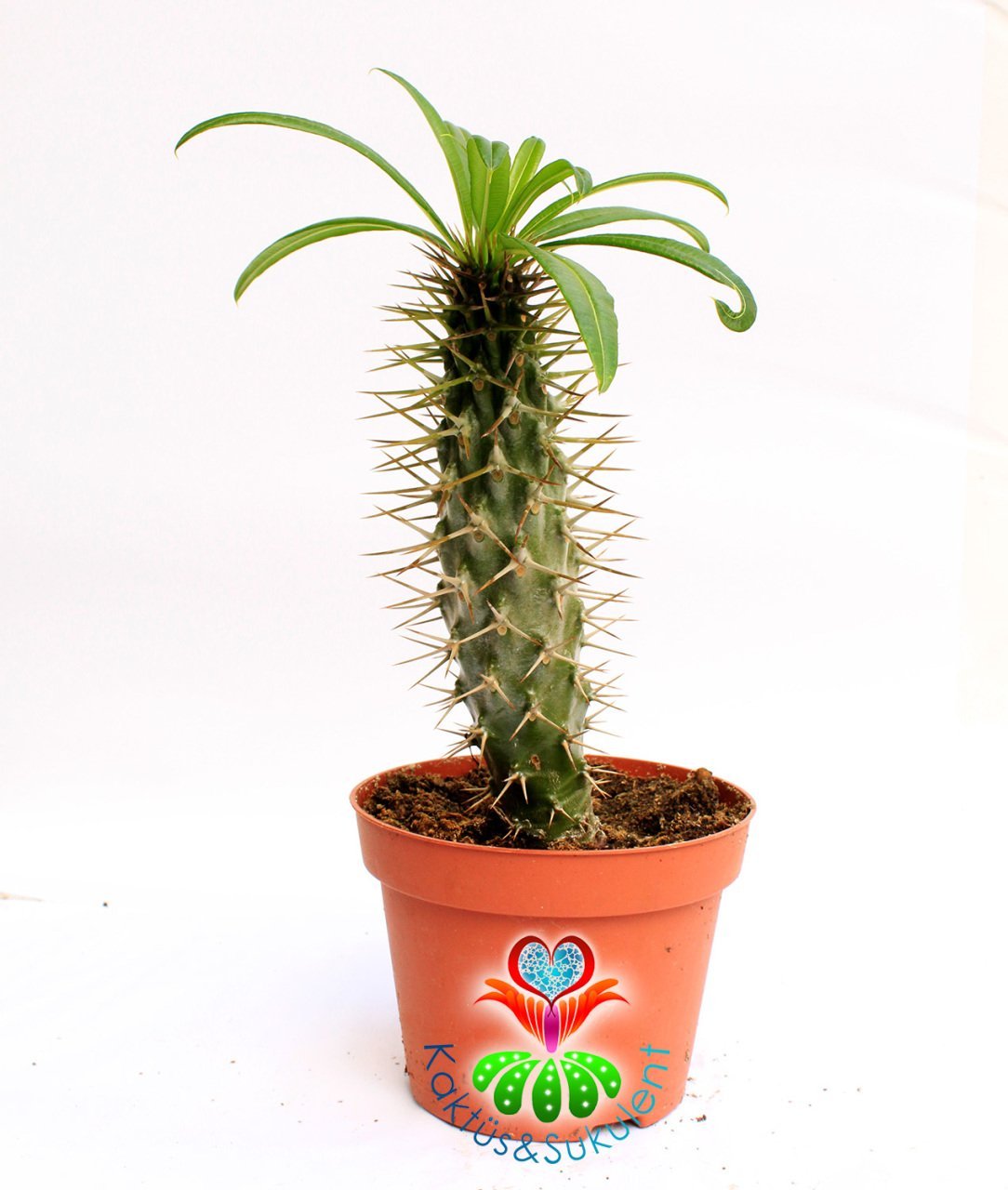 Madagaskar Palmiyesi -Pachypodium Lamerei-8 cm Uzunluğunda-12 cm saksıda-Teraryum, Kaktüs
