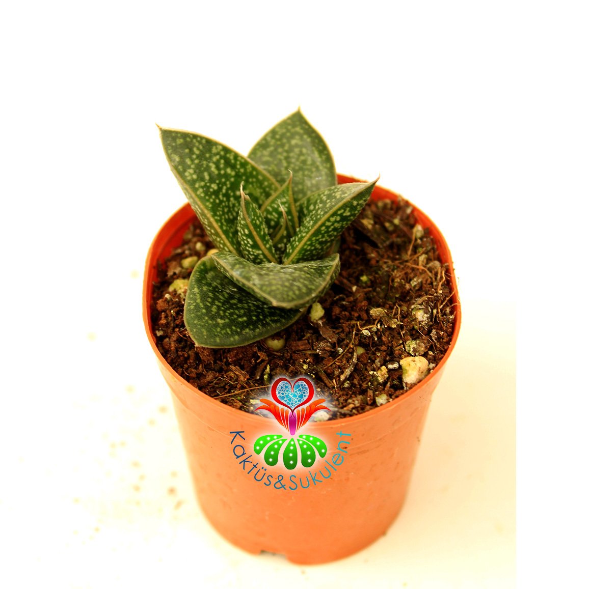 Sukulent, Gasteria Liliputana -Parlak Koyu Renk Yapraklı Beyaz Desenli 5,5 cm Saksıda