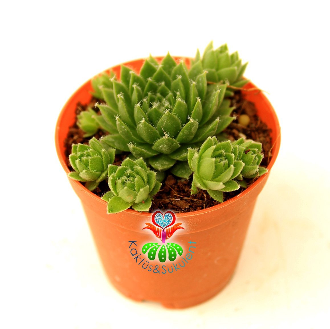 Sukulent, Sempervivum Calcareum 'Limelight'- Canlı Yeşil Renk 5,5 cm Saksıda