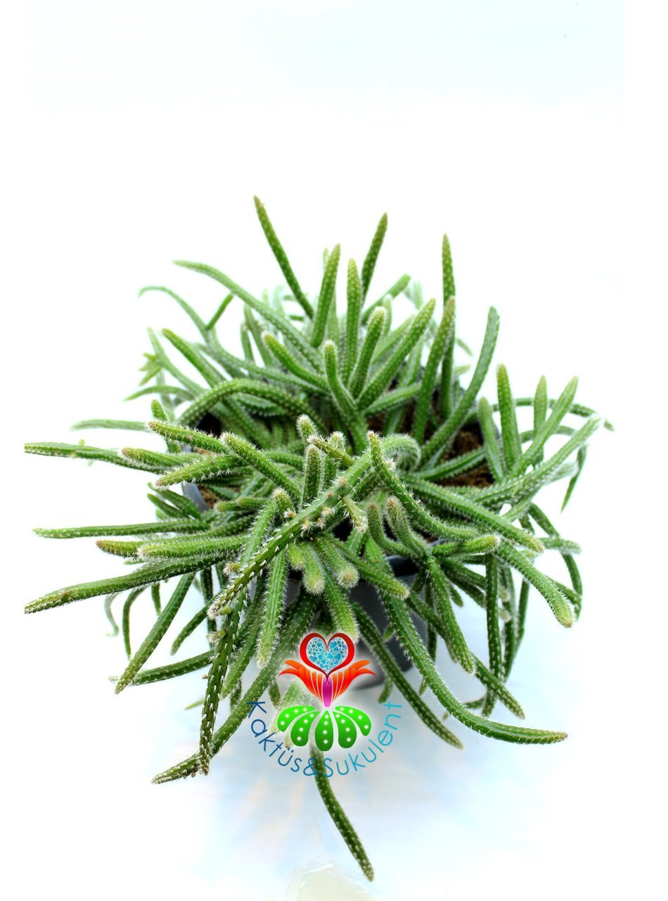 Rhipsalis Baccifera ssp. Horrida 17 cm saksılı Sarkan Tür Spagetti Kaktüs